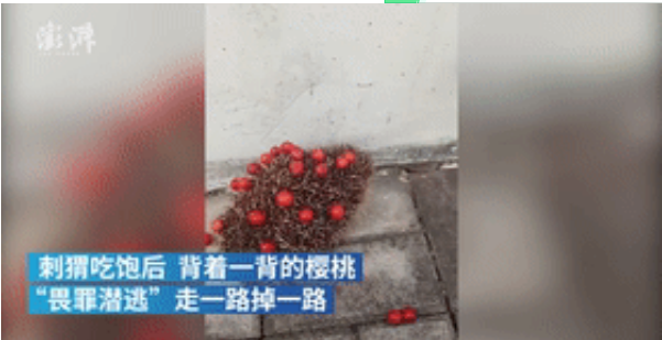 萌化了！刺猬派出所“偷”樱桃 民警往刺上扎了一大片 ：带回去吃