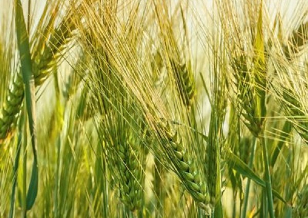 黄磊：用真情深耕 助力农民增收