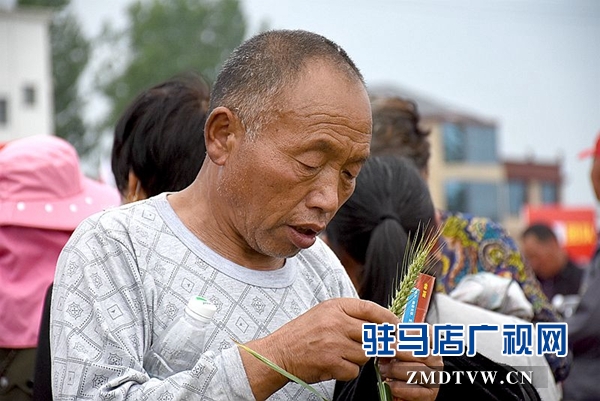正阳千余农民麦田选秀
