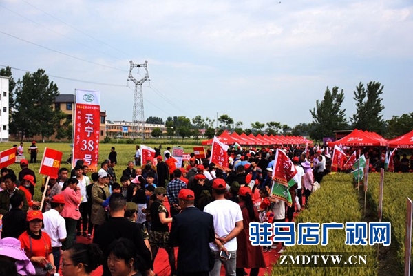 正阳千余农民麦田选秀