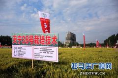 正阳千余农民麦田选秀