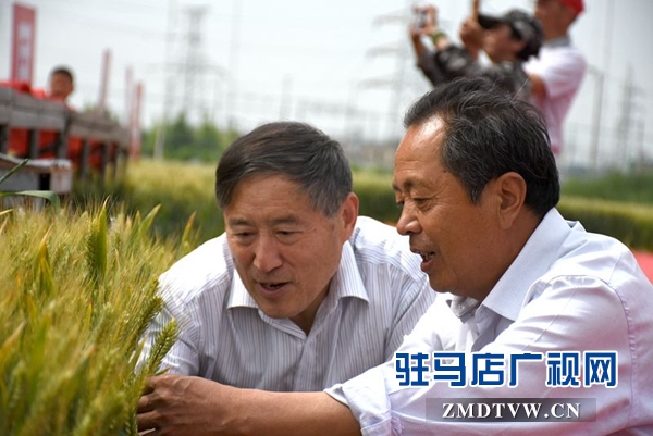 正阳千余农民麦田选秀