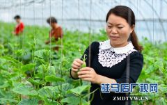 正阳县永兴镇：产业扶贫助农增收