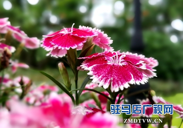 【札记】退休后的慢时光 一分耕耘一分收获