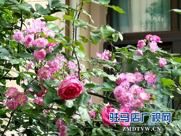 【札记】退休后的慢时光 一分耕耘一分收获