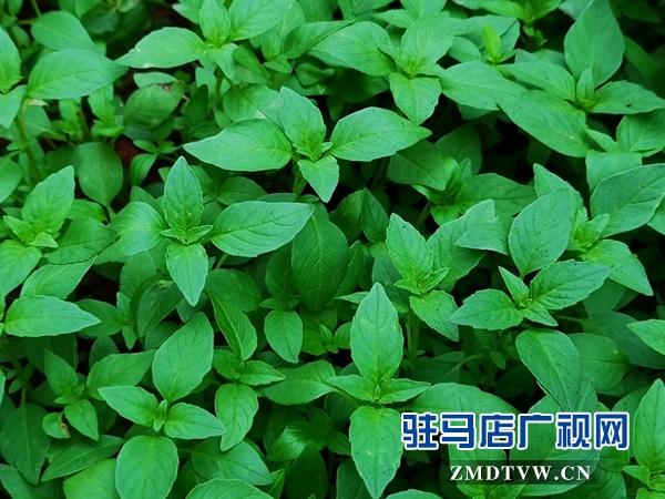 【札记】退休后的慢时光 一分耕耘一分收获