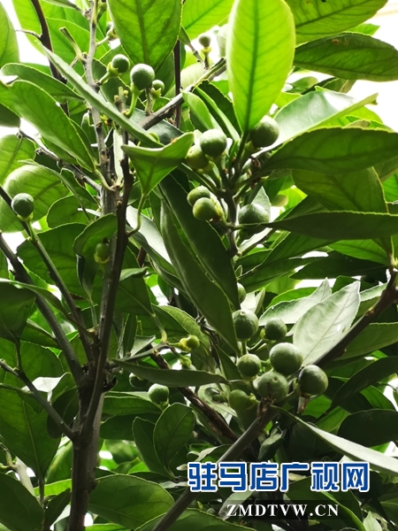 【札记】退休后的慢时光 一分耕耘一分收获