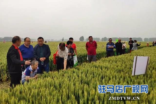 上蔡县召开小麦品种现场观摩会