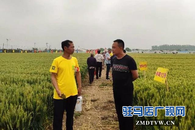 上蔡县召开小麦品种现场观摩会