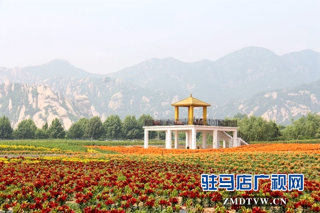 七彩百合与紫海香草在嵖岈山温泉小镇甜蜜邂逅