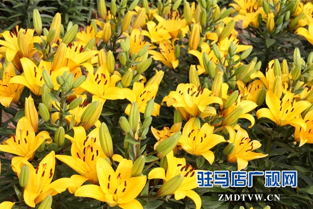 七彩百合与紫海香草在嵖岈山温泉小镇甜蜜邂逅
