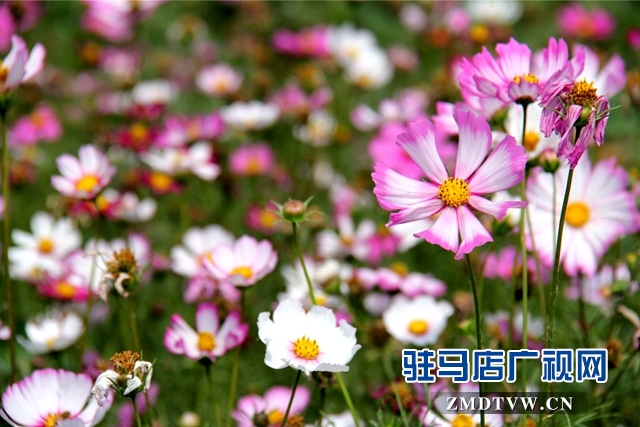 七彩百合与紫海香草在嵖岈山温泉小镇甜蜜邂逅