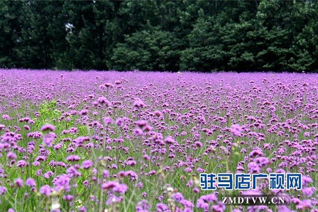 七彩百合与紫海香草在嵖岈山温泉小镇甜蜜邂逅