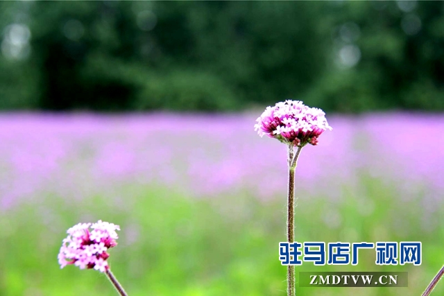 七彩百合与紫海香草在嵖岈山温泉小镇甜蜜邂逅