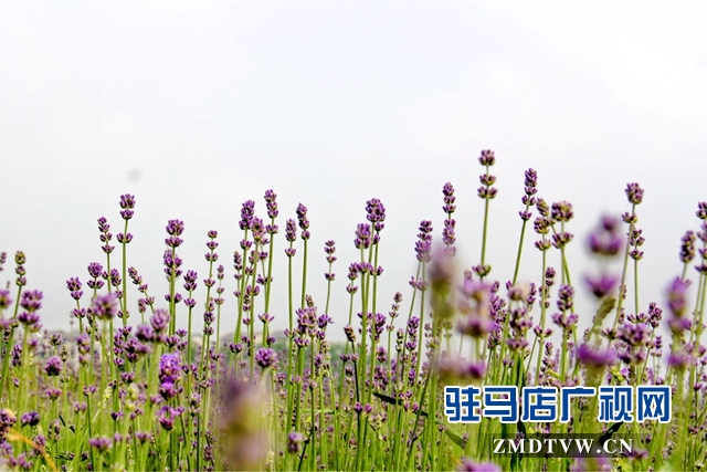 七彩百合与紫海香草在嵖岈山温泉小镇甜蜜邂逅
