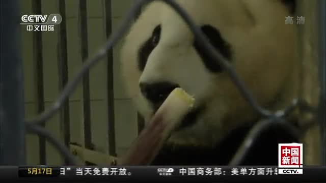 旅居美国22年 熊猫母子回国