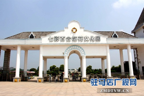 七彩百合与紫海香草在嵖岈山温泉小镇甜蜜邂逅