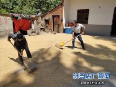 确山县卫健体委驻村工作队帮助贫困户抢收小麦