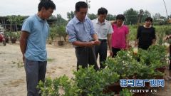  上蔡、汝南农民向驻马店市农民高级技师魏世秀“拜师学艺”学盆景果树栽培新技术