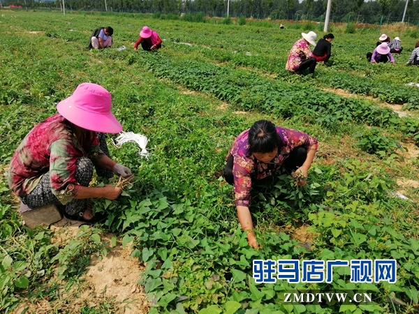 确山县农业示范基地让贫困户在家门口挣钱