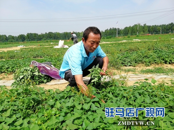 确山县农业示范基地让贫困户在家门口挣钱