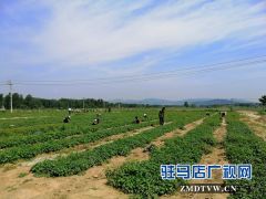 确山县农业示范基地让贫困户在家门口挣钱