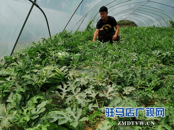 确山瓦岗富硒西瓜提前上市