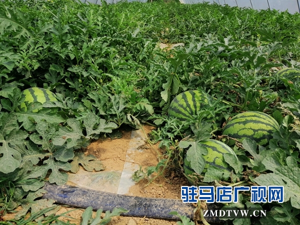 确山瓦岗富硒西瓜提前上市