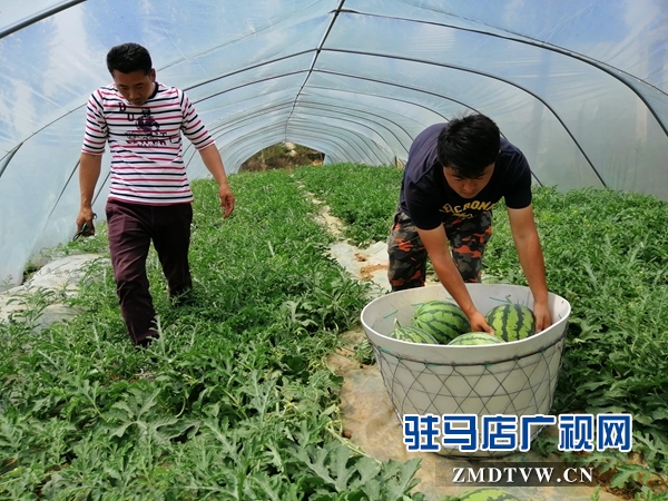 确山瓦岗富硒西瓜提前上市
