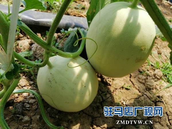 确山瓦岗富硒西瓜提前上市