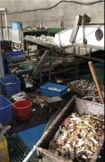 消毒餐具厂调查：车间堆积食物残渣 工人脏手套擦杯盘