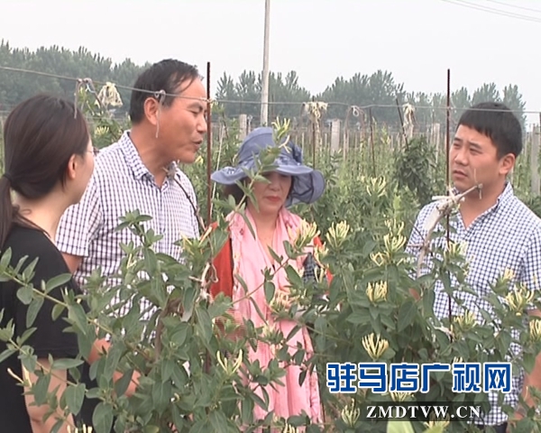 小小金银花  敲开致富门