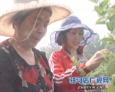 小小金银花  敲开致富门