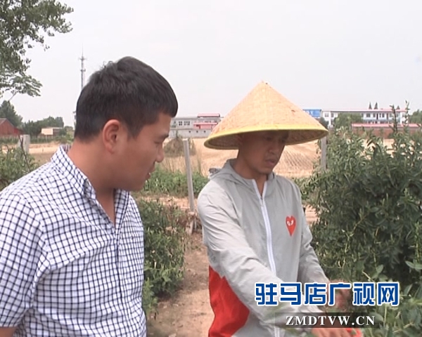 小小金银花  敲开致富门
