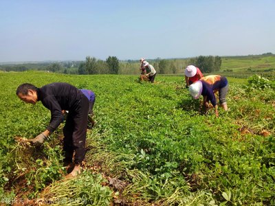 小花生已成为汝南县板桥镇农民致富的“金豆豆”