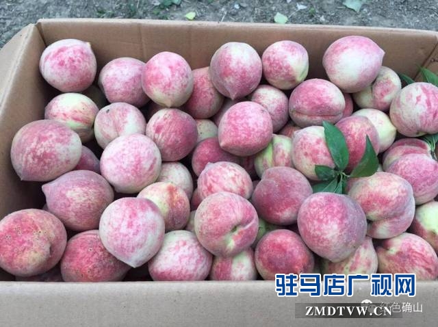 产业扶贫 英桃助阵