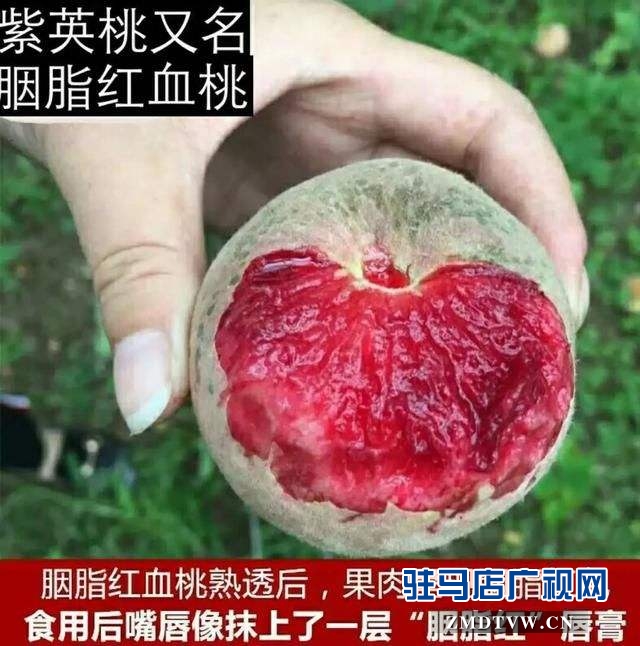 产业扶贫 英桃助阵