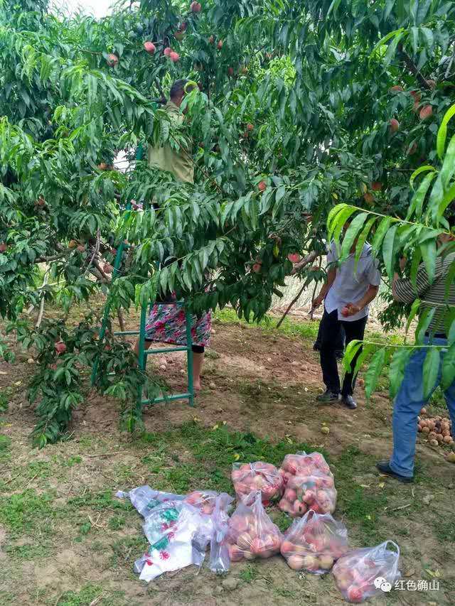 产业扶贫 英桃助阵