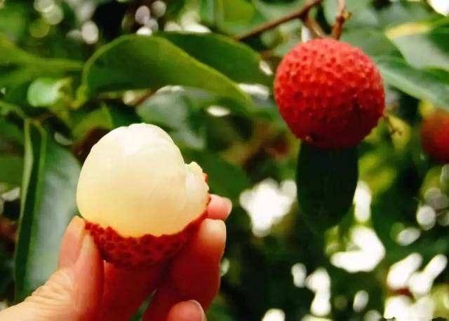 荔枝鲜美正当时 多吃荔枝需谨慎