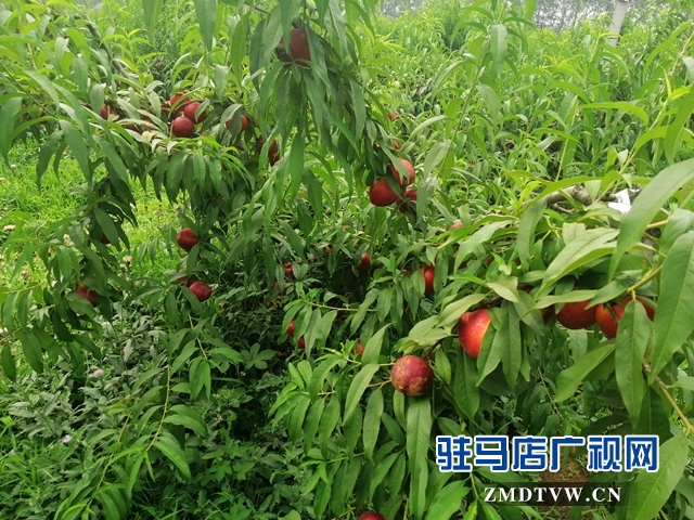小油桃改变了贫困户生活