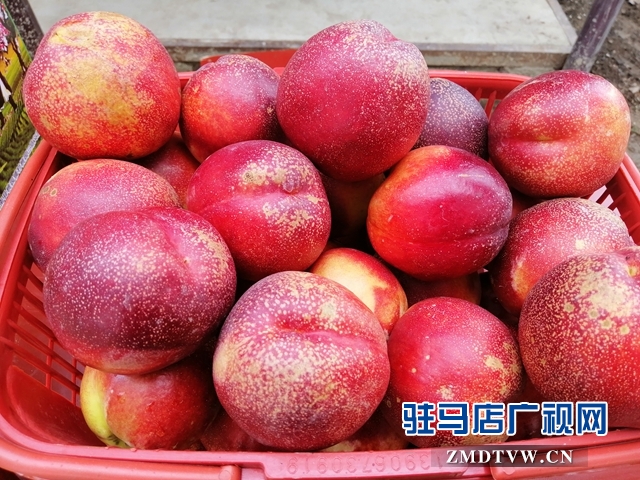 小油桃改变了贫困户生活