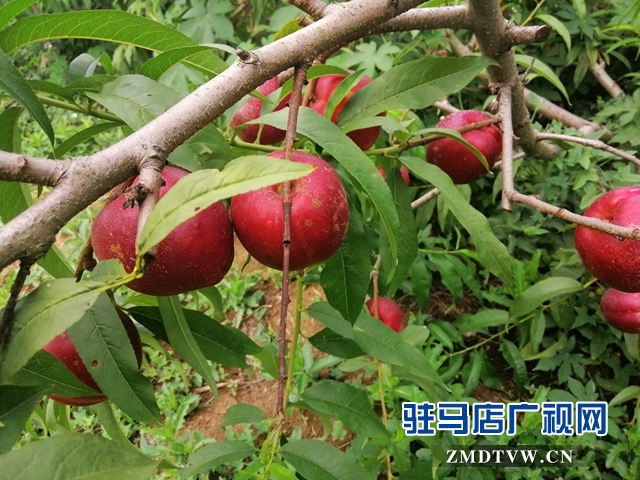 小油桃改变了贫困户生活