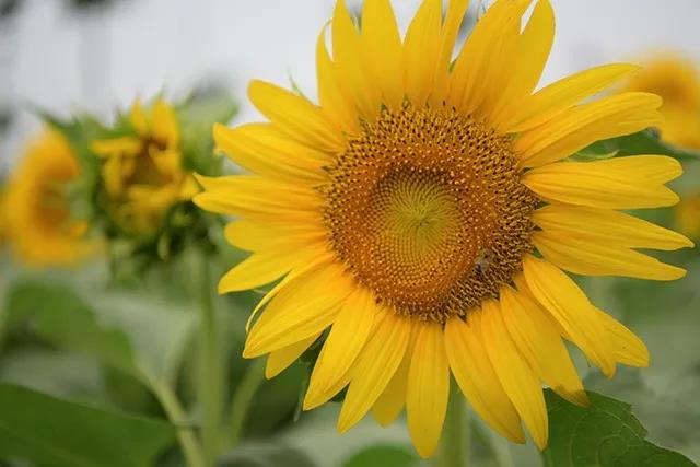 上蔡县千亩向日葵花海惊艳怒放