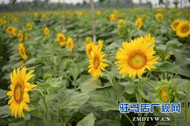 上蔡县千亩向日葵花海惊艳怒放