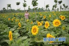 上蔡县千亩向日葵花海惊艳怒放