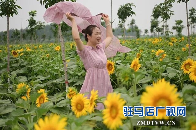 上蔡县千亩向日葵花海惊艳怒放