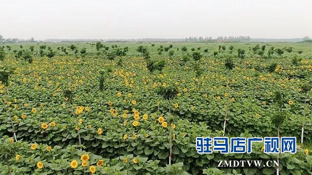 上蔡县千亩向日葵花海惊艳怒放