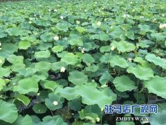 驻马店开源湖荷花盛开美不胜收 游客赏花莫伤花