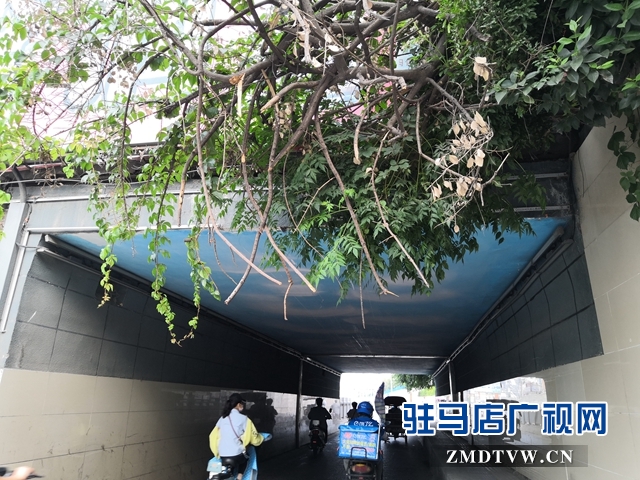 驻马店市区中华路地下通道下垂树枝有隐患