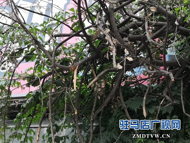 驻马店市区中华路地下通道下垂树枝有隐患